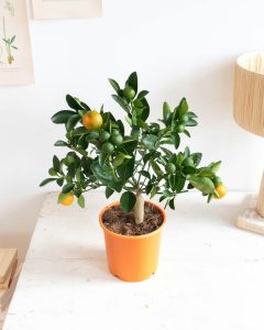 calamondin carlos arbuste fruitier bergamotte bloomyrama