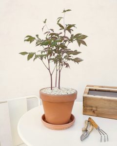 Pivoine ariane en pot rose blanche bergamotte bloomyrama