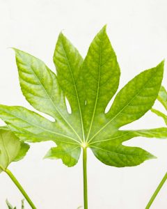 fastia aralia francois plante intérieur bergamotte bloomyrama