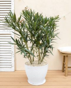 Laurier rose arbuste bergamotte bloomyrama