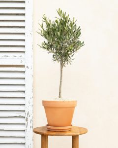 olivier luciano arbuste livraison bergamotte comparateur bloomyrama