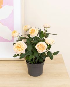 Rosier jeanne rose livraison plantes bergamotte comparateur bloomyrama