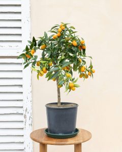 kumquat augustin arbuste fruitier agrumes bergamotte bloomyrama