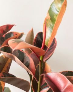 Plante d'intérieur ficus ava bergamotte bloomyrama