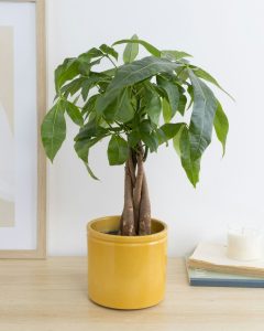 Livraison plantes pachira james bergamotte bloomyrama