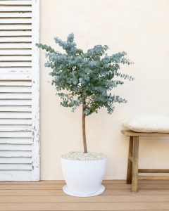 eucalyptus giovanni arbustes bergamotte bloomyrama