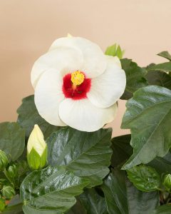 Hibiscus lynn plantes intérieur bergamotte bloomyrama