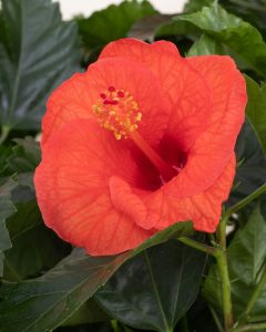 Hibiscus Héléna plantes intérieur bergamotte bloomyrama