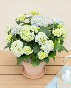 hortensia bleu eleonore plante extérieur bergamotte bloomyrama