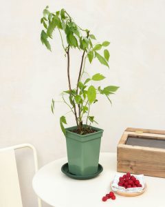 Framboisier françoise en pot livré par bergamotte bloomyrama