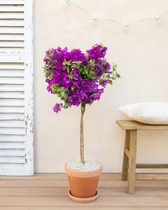 Bougainvillier Maïté plante en pot Bergamotte bloomyrama