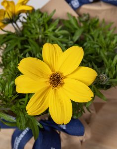 Livraison assortiments de plantes fleuries monsieur marguerite comparateur bloomyrama