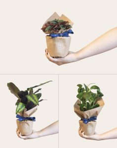 Plantes vertes non toxiques livraison monsieur marguerite comparateur bloomyrama