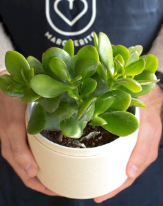 Livraison plantes vivaces crassula ovata Monsieur marguerite comparateur bloomyrama