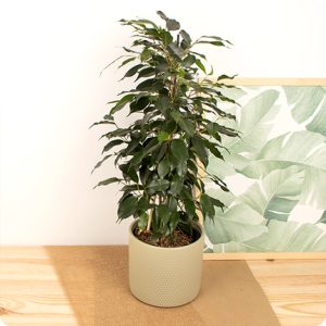 Ficus livraison de plantes vertes 123fleurs bloomyrama