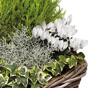 composition plantes vertes et fleuries panier vannerie comparaison bloomyrama