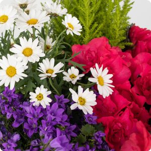 composition plantes fleuries multicolore comparaison bloomyrama