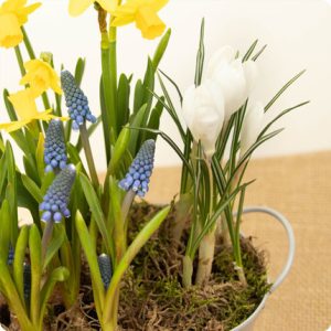 Coupe plantes fleuries jacinthe jonquille livraiosn 123fleurs comparateur bloomyrama