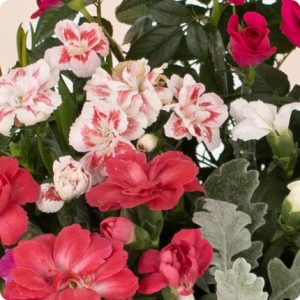 coupe de plantes fleuries rouge 123fleurs comparateur bloomyrama