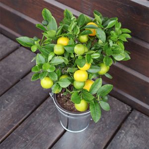 oranger calamondin aquarelle bloomyrama