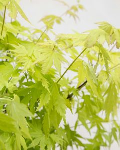 Erable du Japon Hana acer bergamotte bloomyrama