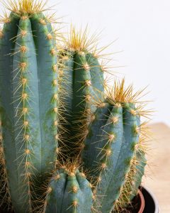 Cactus arthus plantes succulentes bergamotte bloomyrama