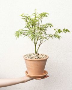 Erable du Japon Timon plante d'extérieur Bergamotte bloomyrama