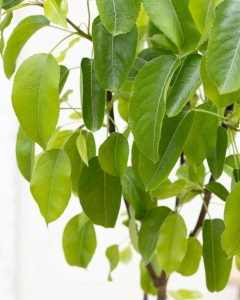 Poirier pierrick livraison arbustes bergamotte bloomyrama