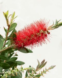Callistemon Simon livraison plantes d'extérieur bergamotte comparateur bloomyrama