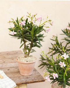 Laurier rose louison livraison bergamotte bloomyrama