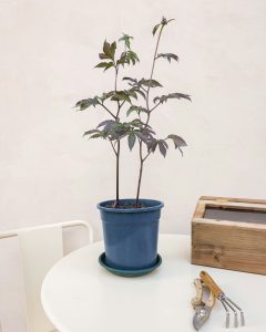 Pivoine ariane en pot rose blanche bergamotte bloomyrama