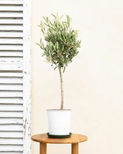 olivier luciano arbuste livraison bergamotte comparateur bloomyrama