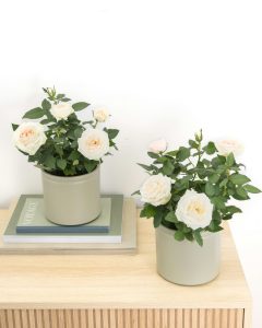 Rosier jeanne rose livraison plantes bergamotte comparateur bloomyrama