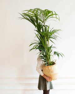 palmier marius en pot plantes d'intérieur bergamotte bloomyrama