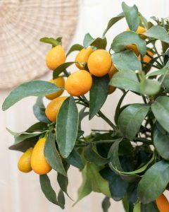 kumquat augustin arbuste fruitier agrumes bergamotte bloomyrama