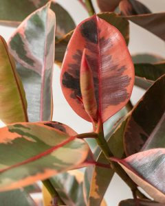 Plante d'intérieur ficus ava bergamotte bloomyrama
