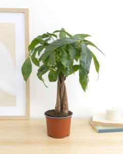 Livraison plantes pachira james bergamotte bloomyrama