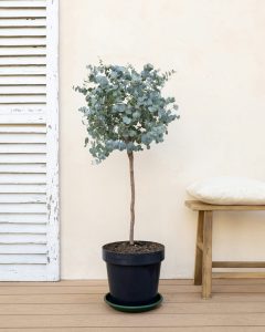 eucalyptus giovanni arbustes bergamotte bloomyrama