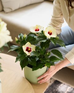 Hibiscus lynn plantes intérieur bergamotte bloomyrama