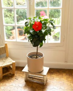 Hibiscus Héléna plantes intérieur bergamotte bloomyrama