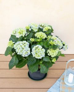 hortensia bleu eleonore plante extérieur bergamotte bloomyrama