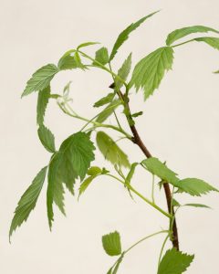 Framboisier françoise en pot livré par bergamotte bloomyrama