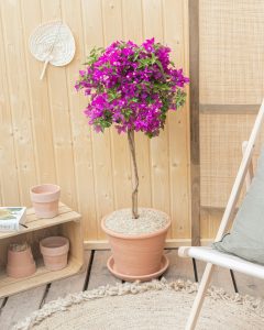 Bougainvillier Maïté plante en pot Bergamotte bloomyrama