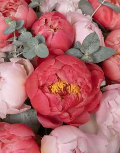 bouquet d'exception de pivoines roses monsieur marguerite comparateur de fleurs bloomyrama