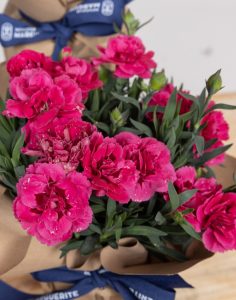 Livraison assortiments de plantes fleuries monsieur marguerite comparateur bloomyrama