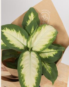 Trio plantes vertes faciles d'entretien monsieur marguerite comparateur bloomyrama