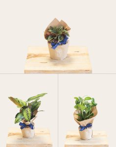 Plantes vertes non toxiques livraison monsieur marguerite comparateur bloomyrama