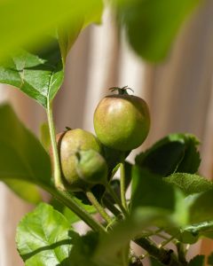 pommier Isaac livraison arbre bergamotte bloomyrama