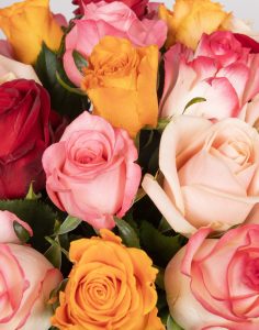 Botte de roses multicolores livraison monsieur marguerite comparateur bloomyrama