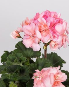 Livraison assortiments de plantes fleuries monsieur marguerite comparateur bloomyrama